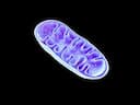 Mitochondrial Analysis
