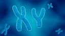 Sex Chromosome Analysis