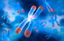 Telomere Length